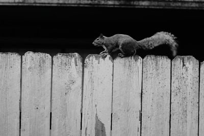 Cat on wooden fence