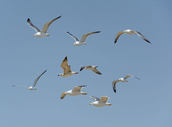 Low angle view of seagulls flying