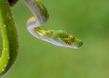 Close-up of snake