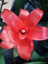 Close-up of red flower