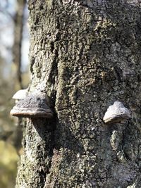 Close-up of mushroom growing on tree trunk