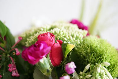 Close-up of pink flowering plant