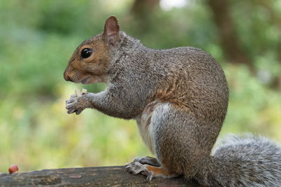 Portrait of an eastern gray squirrel sitting on a park bench while eating a nut.