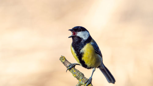 Close-up of bird perching on twig