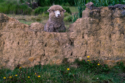Portrait of sheep standing on hind legs looking over stone fence