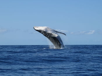 Whale splashing water in ocean against sky