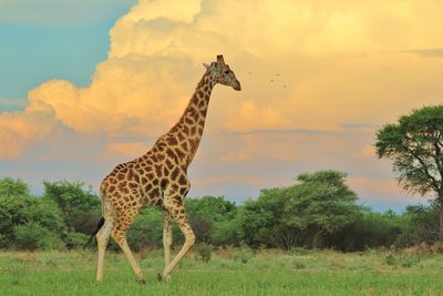 Side view of giraffe against trees on landscape against sky