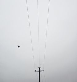 Low angle view of bird flying over cable against clear sky