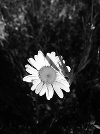 Close-up of flower blooming outdoors