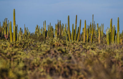 Close-up of plants on field against sky