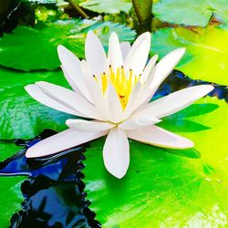 Close-up of lotus water lily in lake