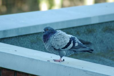 Close-up of pigeon perching on retaining wall