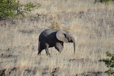 Side view of elephant on field