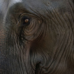 Close-up of elephant