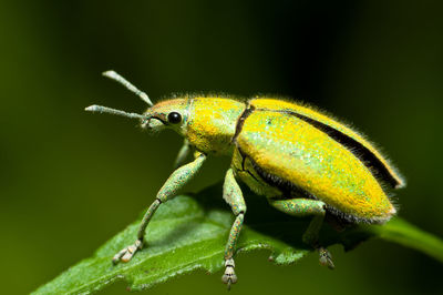 Close-up of insect on leaf