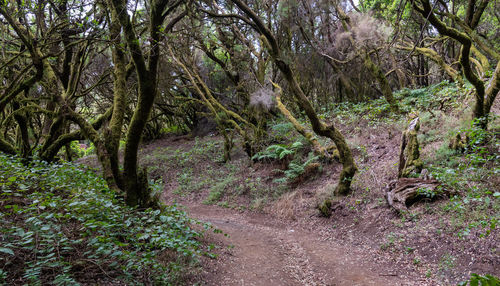 Trees growing in forest