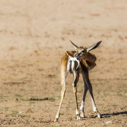 Deer standing on field