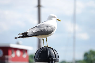 Close-up of seagull perching on metal against sky