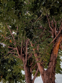 Low angle view of trees in forest