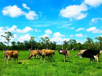 Horses grazing on field
