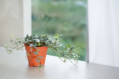 Close-up of potted plant on glass window