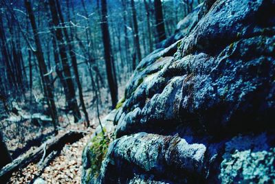 Close-up of tree trunk in forest