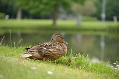 Duck on a rock