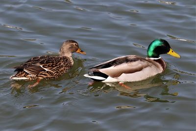 Ducks swimming in lake