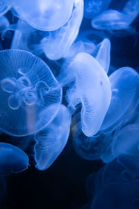 Close-up of jellyfish in sea