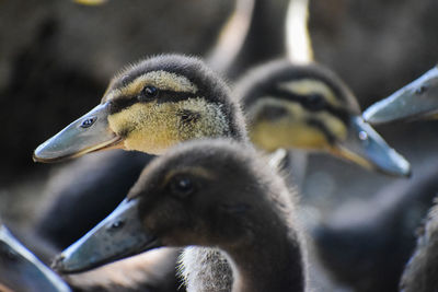 Close-up of ducklings in nest