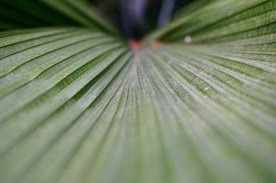 Full frame shot of leaf