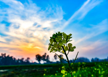 Close-up of plant against sky