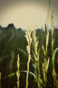 Close-up of plant growing on field