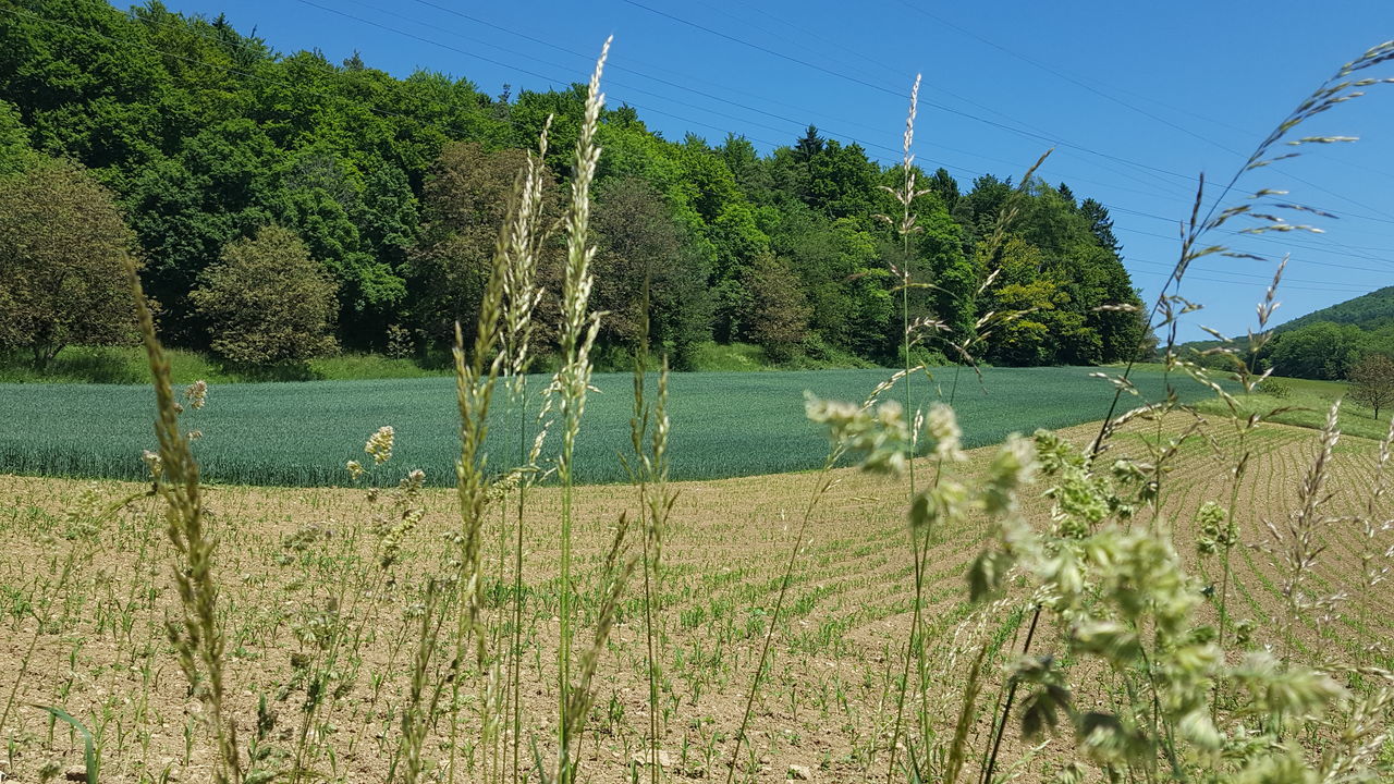 tree, growth, nature, water, beauty in nature, no people, lake, outdoors, scenics, plant, day, grass, landscape, clear sky, sky