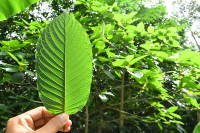 Close-up of hand holding leaves