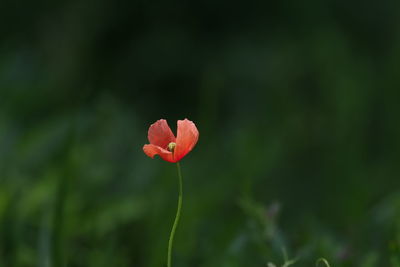 Close-up of red rose flower