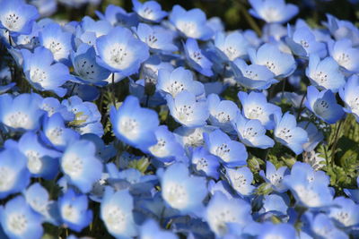 Close-up of blue flowering plant
