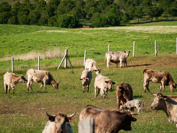 Horses grazing in a field