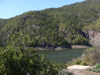 Scenic view of river amidst trees in forest against sky