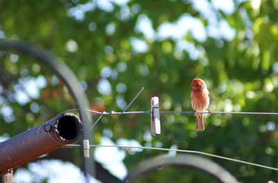 Close-up of bird perching on clothesline 