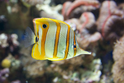 Close-up of yellow butterflyfish swimming undersea