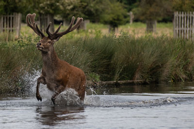 Deer in a lake