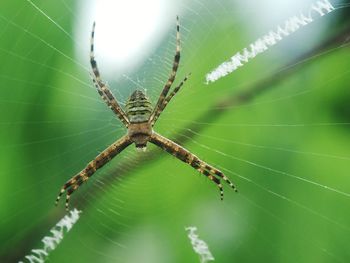 Close-up of spider on web