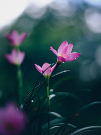 Close-up of pink flowering plant