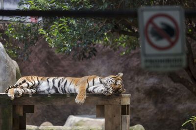 Cat sitting in a zoo