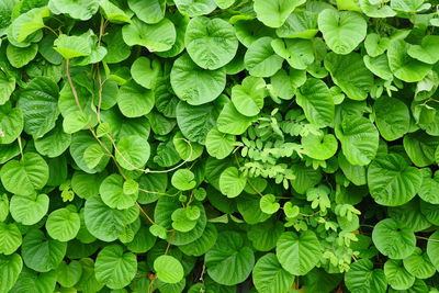 Full frame shot of green leaves