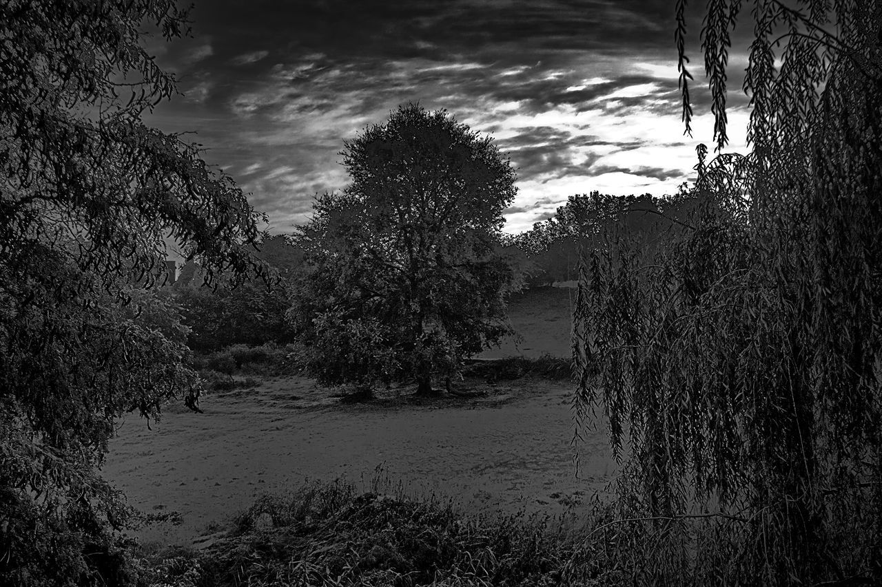 REFLECTION OF TREES IN LAKE AGAINST SKY