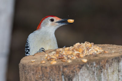 Close-up of bird perching