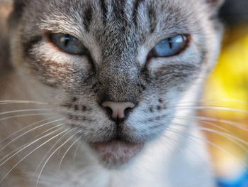 Close-up portrait of a cat