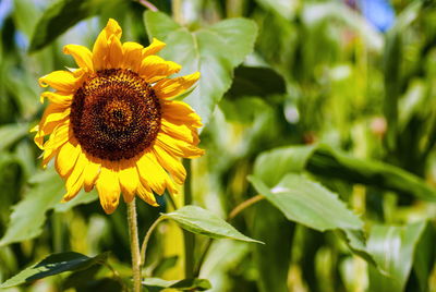 Close-up of sunflower on plant